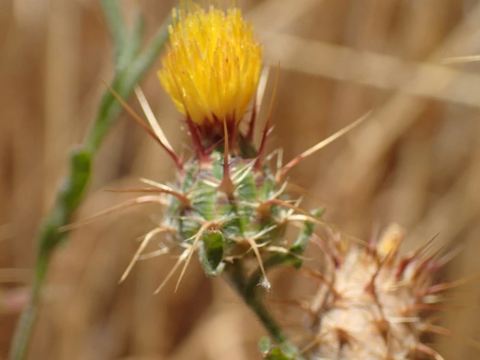 Centaurea melitensis image
