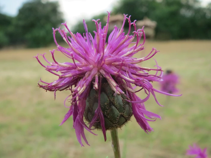 Centaurea scabiosa image