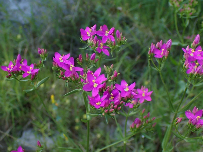 Centaurium erythraea image