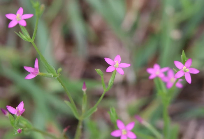 Centaurium pulchellum image