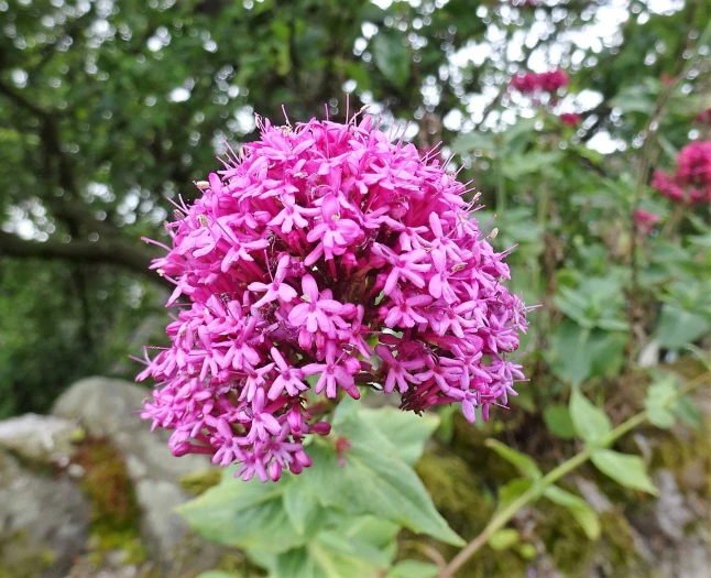Centranthus ruber image