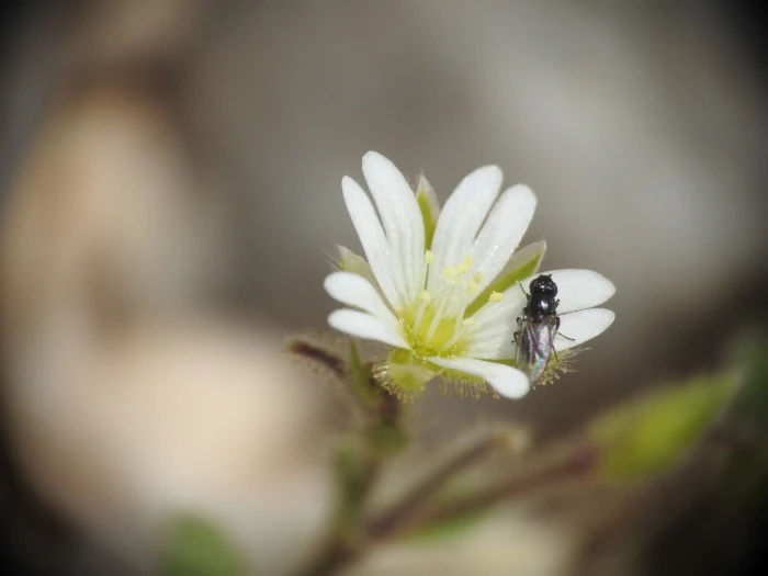 Cerastium brachypetalum image