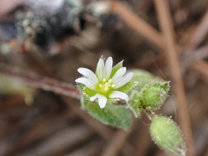 Cerastium diffusum image