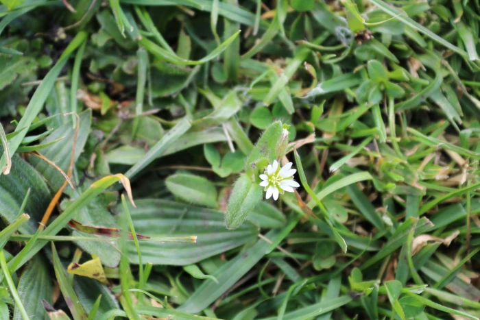 Cerastium fontanum image