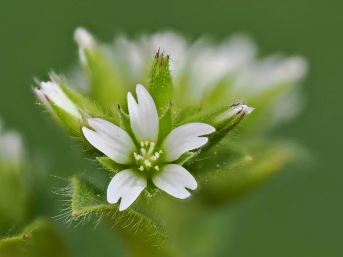 Cerastium glomeratum image