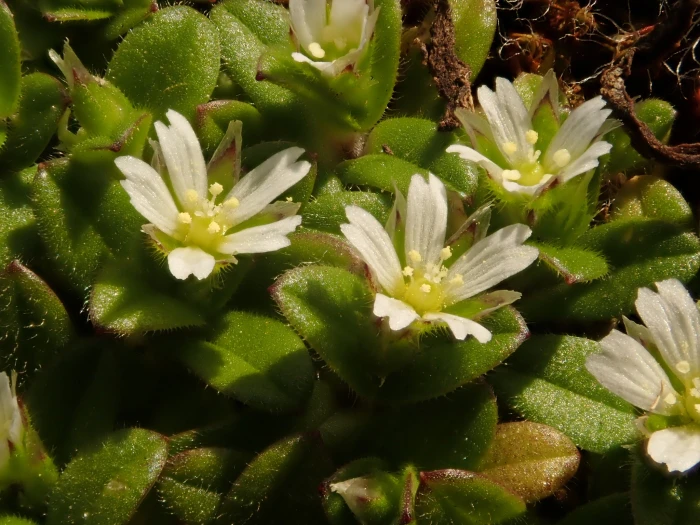 Cerastium semidecandrum image