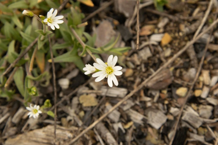 Cerastium velutinum image