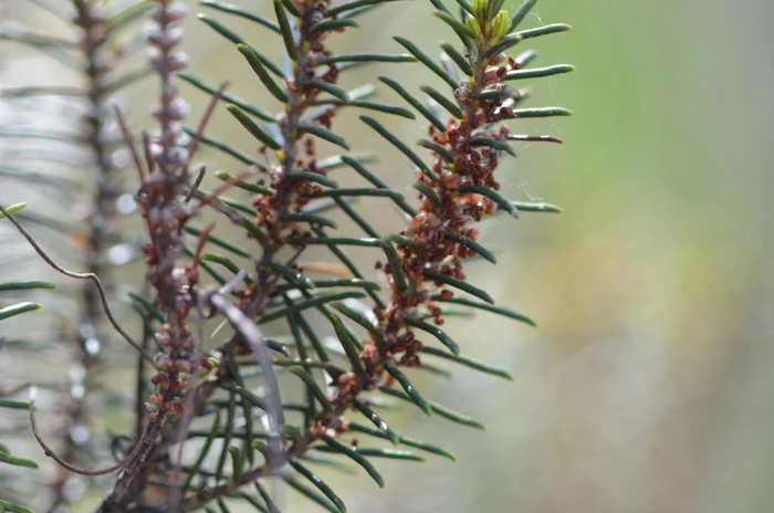 Ceratiola ericoides image