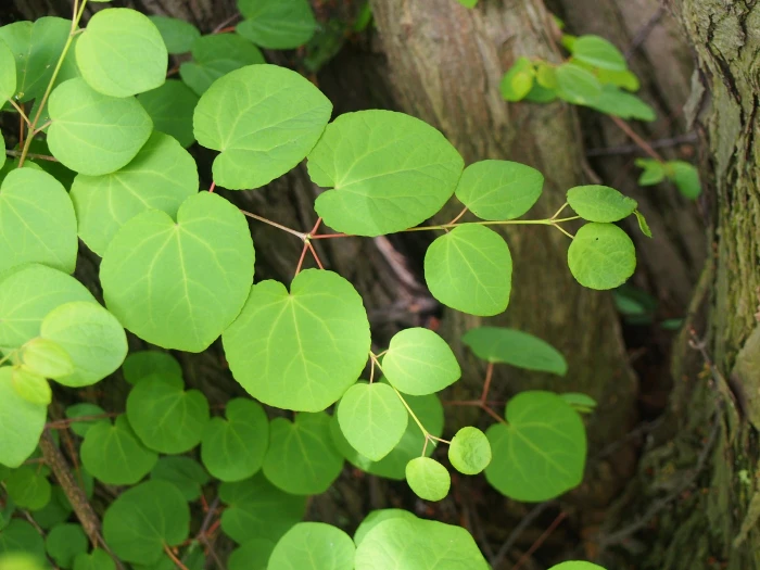 Cercidiphyllum japonicum image