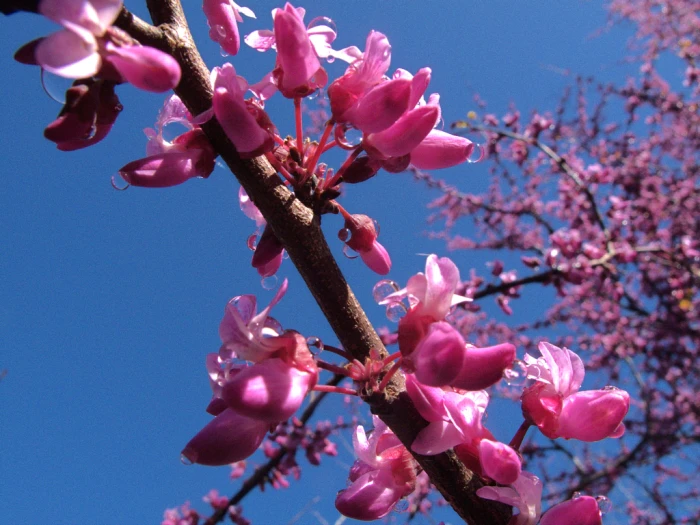 Cercis occidentalis image