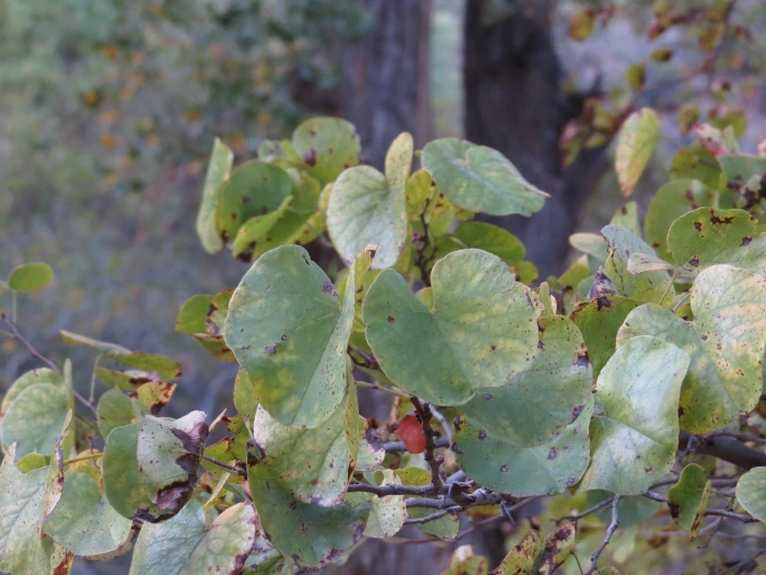 Cercis orbiculata image