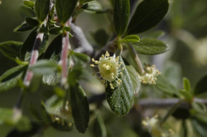 Cercocarpus breviflorus image