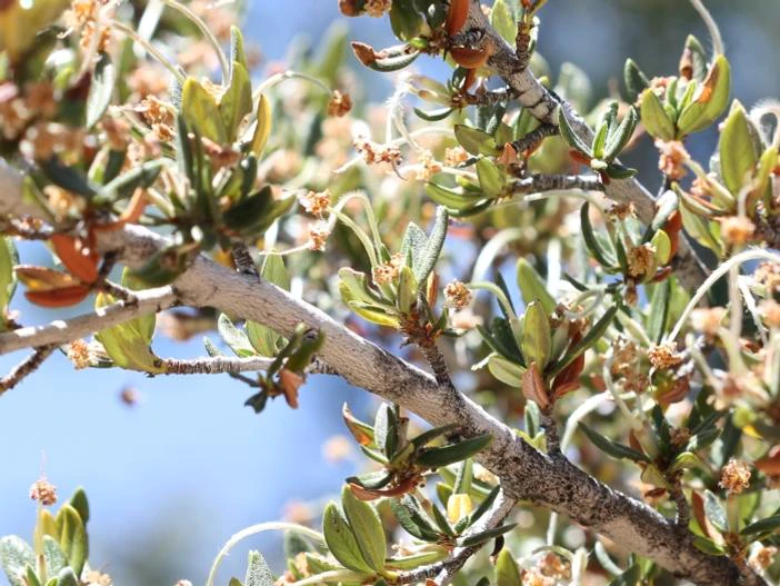 Cercocarpus ledifolius image