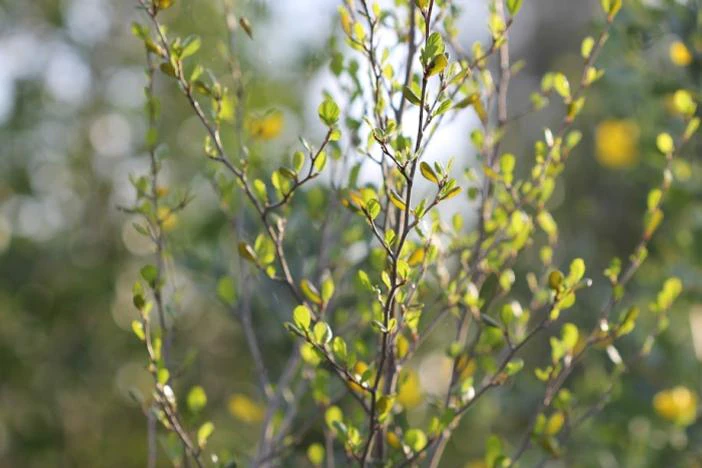 Cercocarpus minutiflorus image