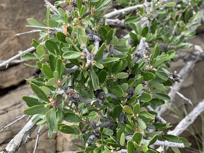 Cercocarpus montanus var. paucidentatus image