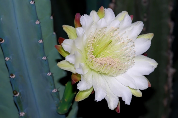 Cereus hildmannianus image
