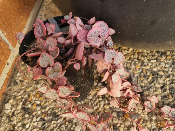 Ceropegia woodii image