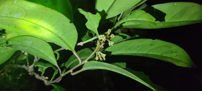 Cestrum macrophyllum image