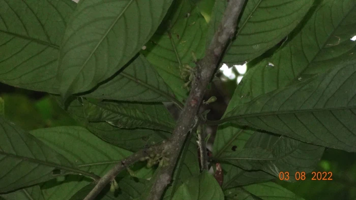 Cestrum megalophyllum image