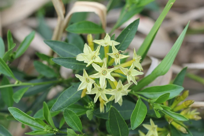 Cestrum parqui image