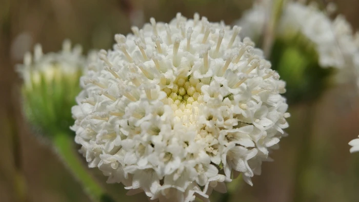 Chaenactis artemisiifolia image