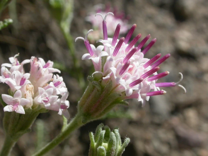 Chaenactis douglasii image