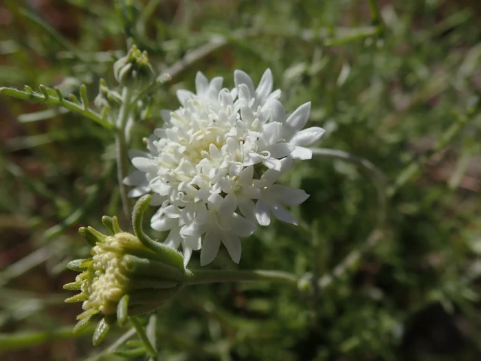 Chaenactis stevioides image