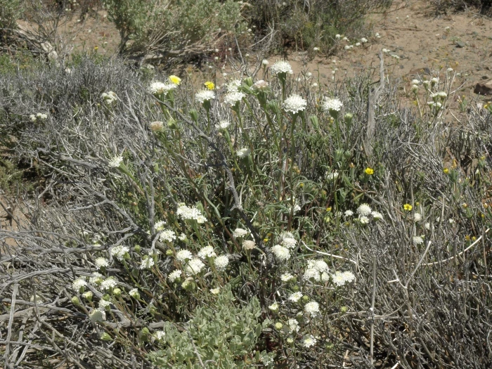 Chaenactis xantiana image