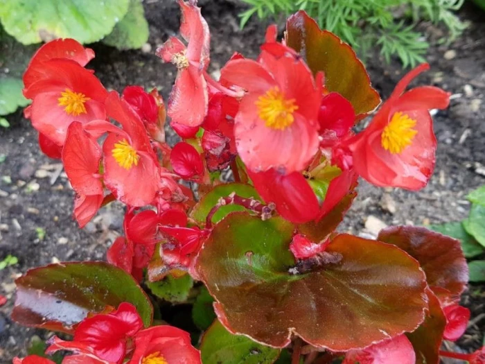 Chaenomeles japonica image