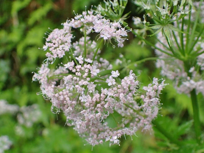 Chaerophyllum hirsutum image