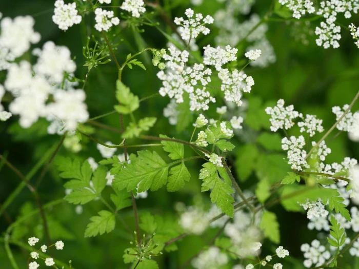 Chaerophyllum temulum image