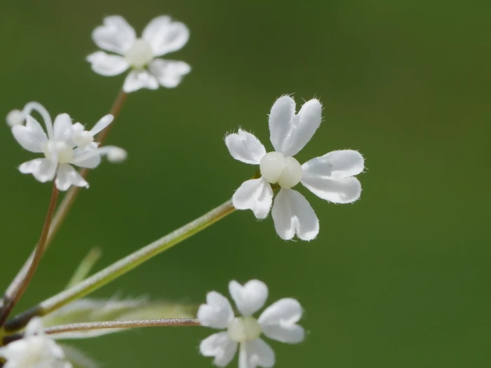 Chaerophyllum villarsii image