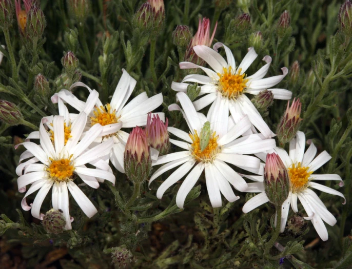 Chaetopappa ericoides image