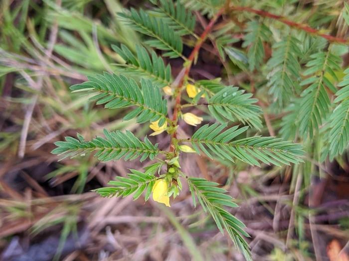 Chamaecrista nictitans image