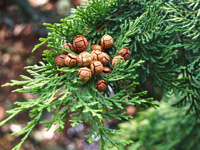 Chamaecyparis obtusa image