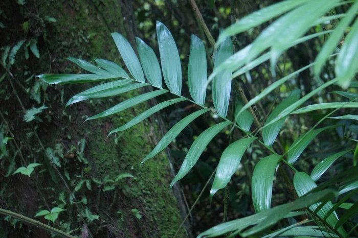 Chamaedorea tepejilote image