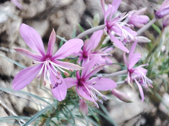 Chamaenerion dodonaei image