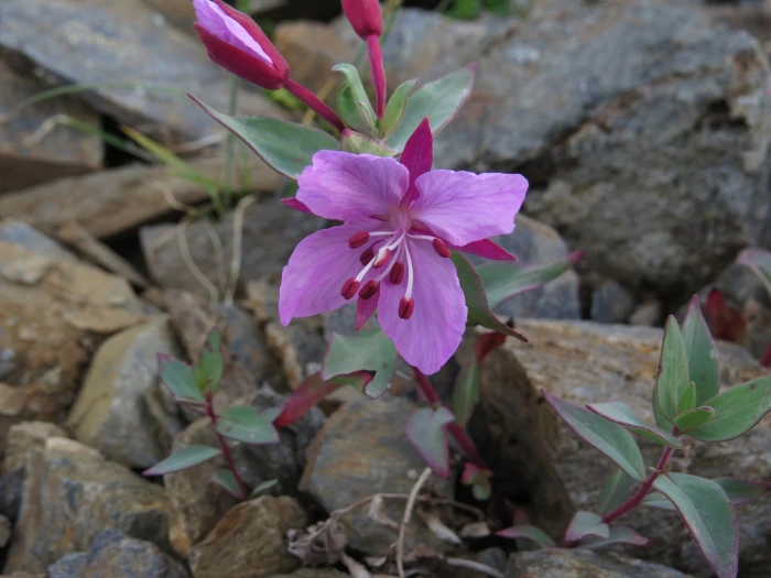 Chamaenerion latifolium image