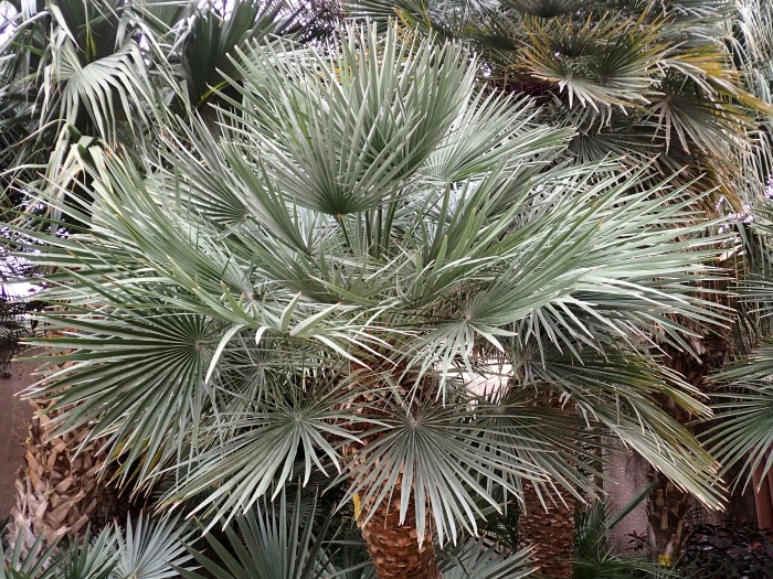Chamaerops humilis image