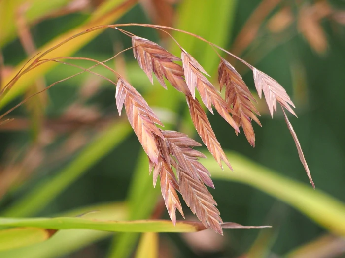 Chasmanthium latifolium image