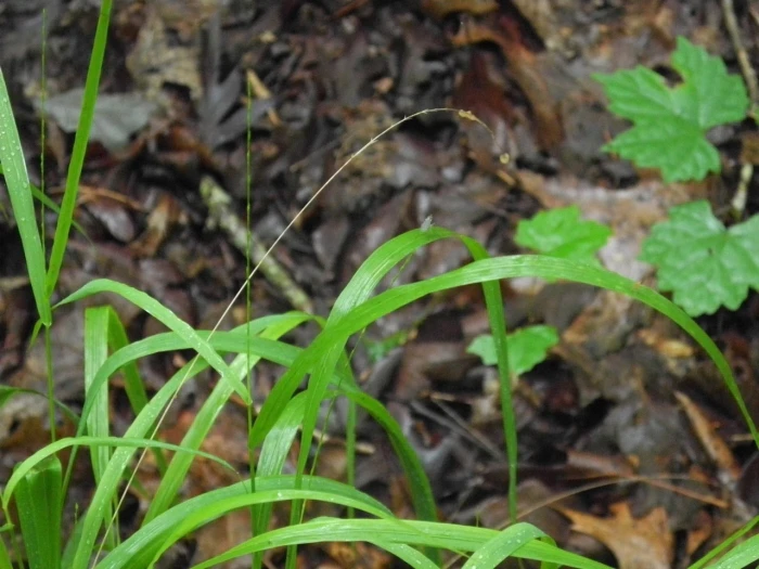Chasmanthium laxum image