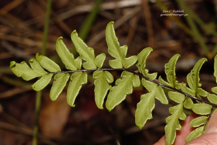 Cheilanthes viridis image