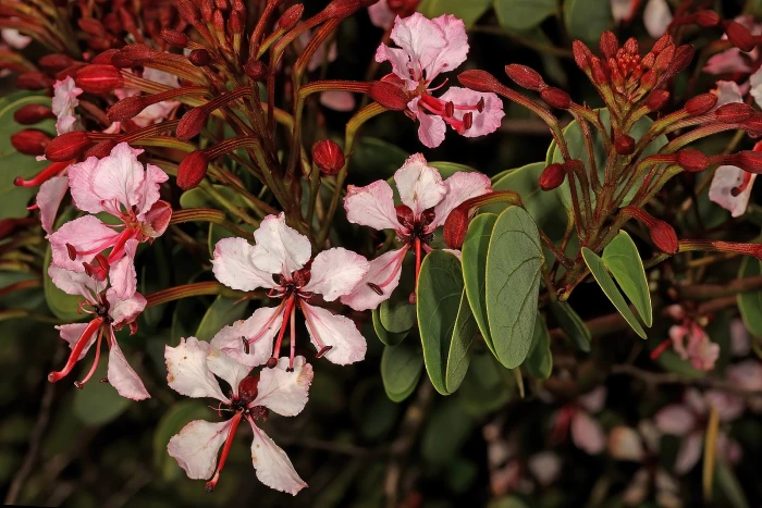 Cheniella corymbosa image