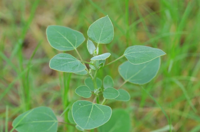 Chenopodium acuminatum image