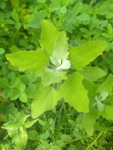 Chenopodium album image