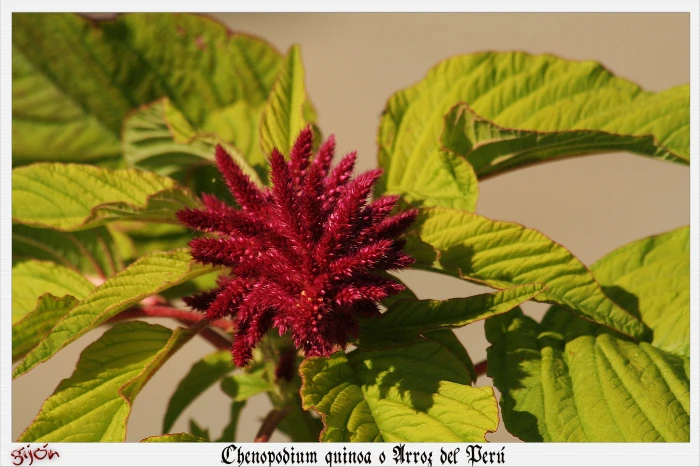 Chenopodium quinoa image