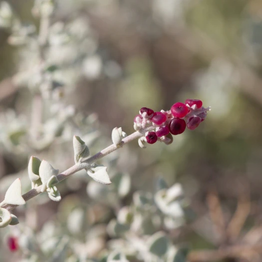 Chenopodium spinescens image
