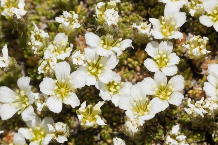 Cherleria obtusiloba image