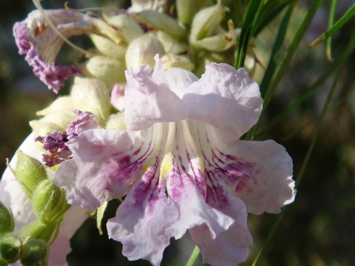 Chilopsis linearis image