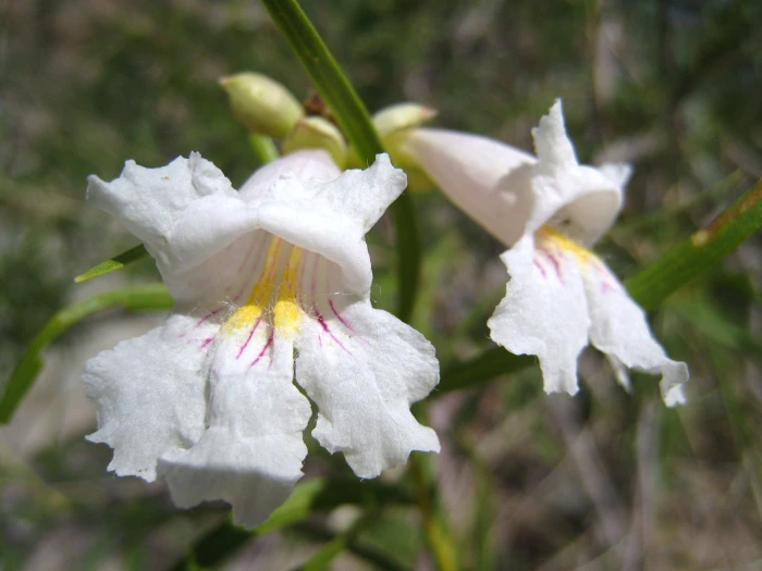 Chilopsis linearis subsp. arcuata image